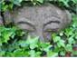 A friendly face in the garden