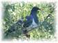 Prolific bird life - incl this native Wood Pigeon