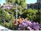 Collinsons garden 