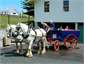 Shires Pull the Waggon