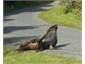 Local enjoying the sun.