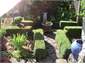 Kitchen Knot Garden