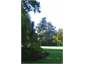 Fernside Garden - cedars