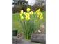 Spring daffodils