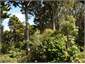 Front garden -100 year old Totara trees!