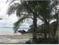Palms on the beach - Reotahi