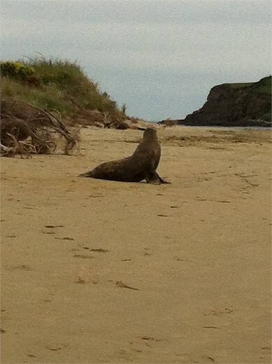 Seals at adjacent Surat bay
