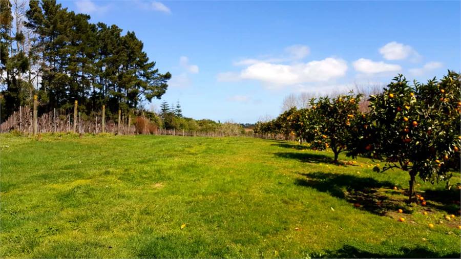 Vineyard and orchard