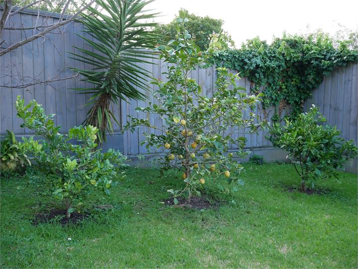 Fruit trees