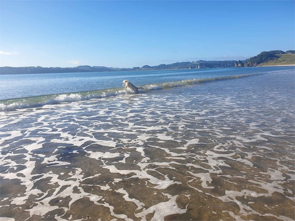 Wharekaho/ Simpsons Beach