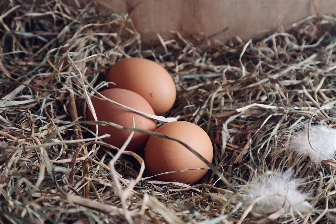 free range organic eggs farm kaikoura