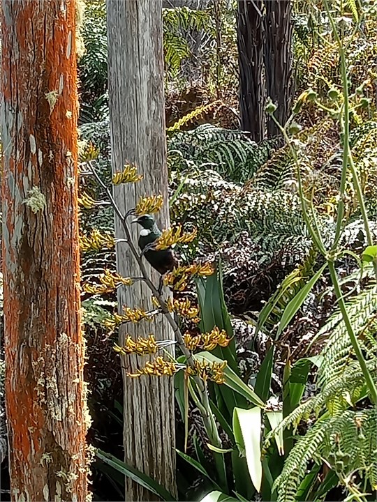 Local Tui love the harakeke in flower
