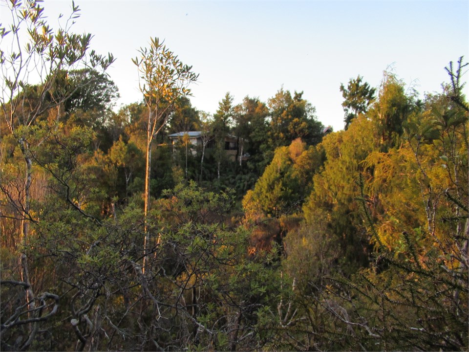 Hut immersed in west coast bush