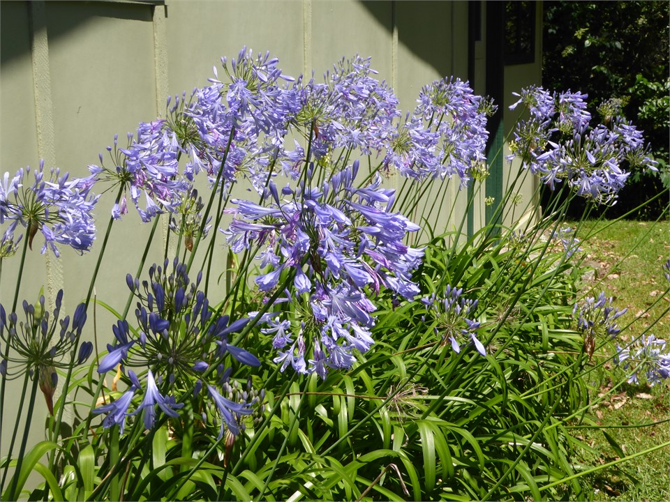 Garden at Fern and Fossil