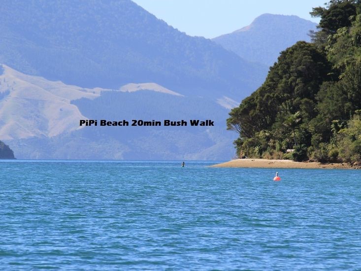 Pipi beach good snapper Fishing