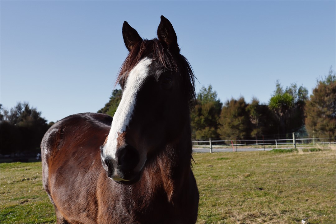 apple horse paddock rural farm