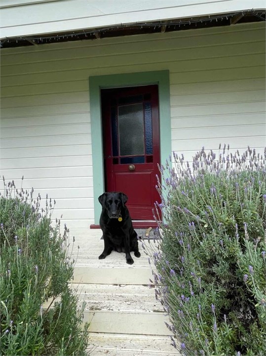 Paris on the front deck