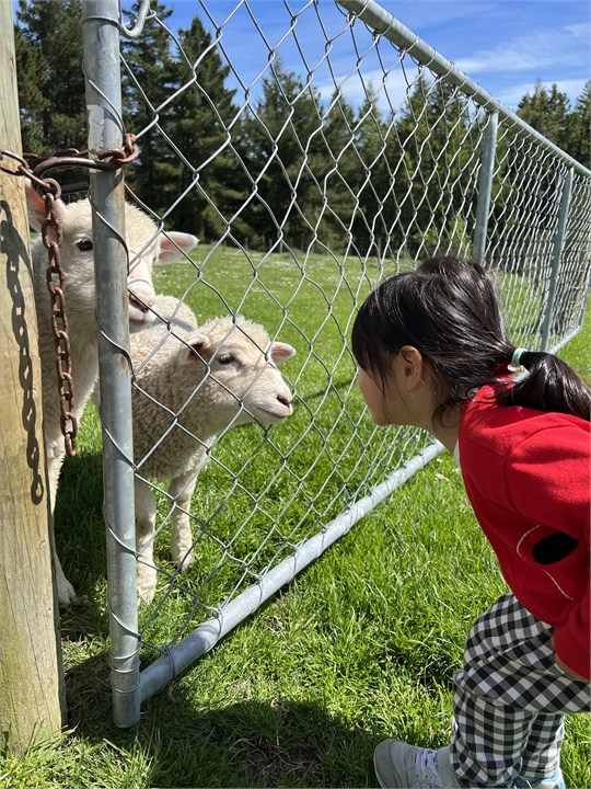 Meeting the pet lambs