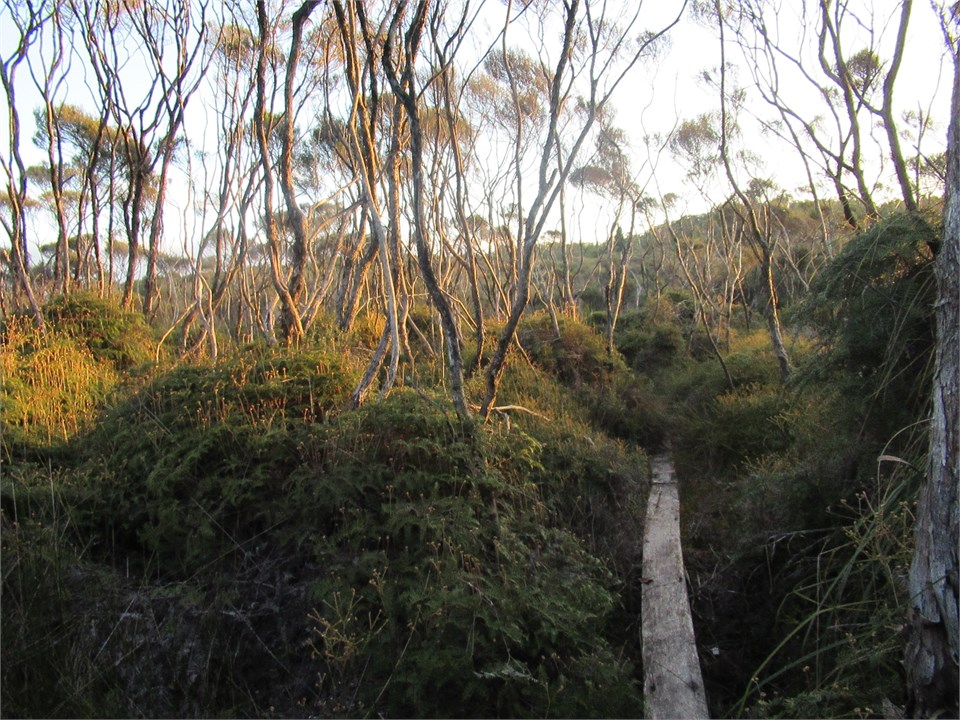 track through Pakahi to river