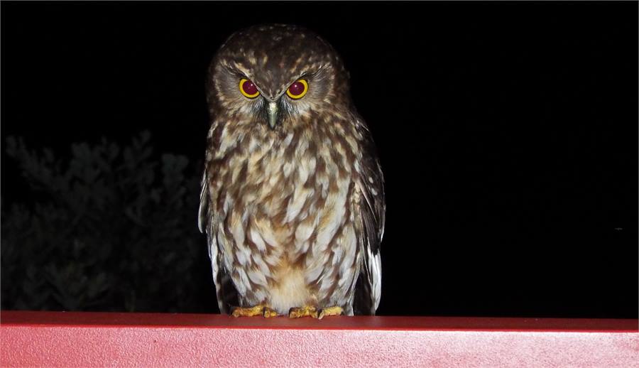 Morepork ,a little night visitor