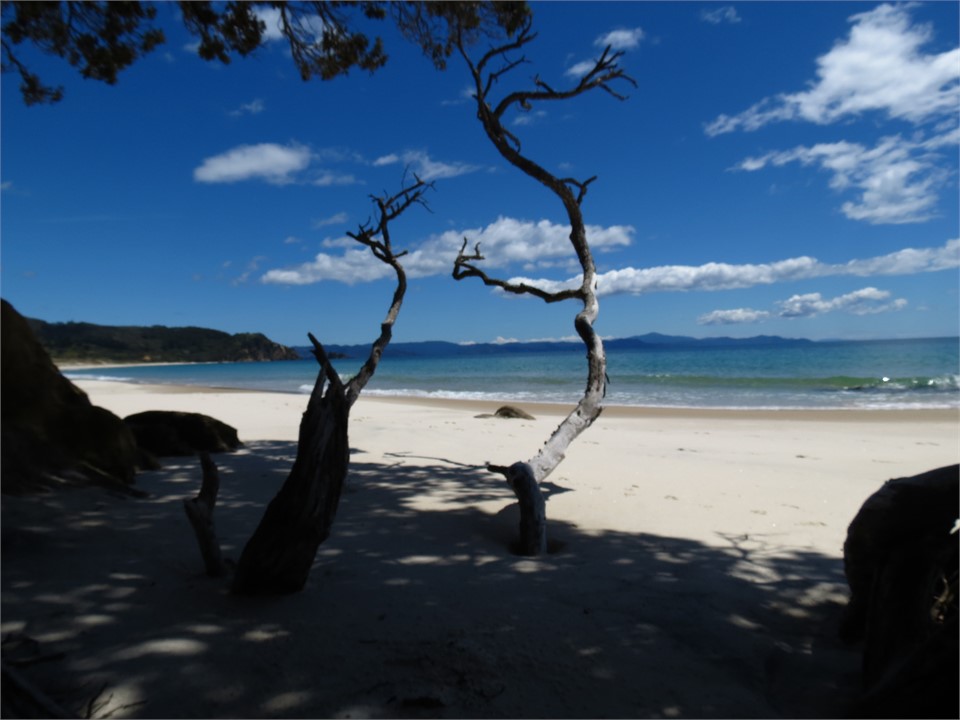 Otama Beach. Plenty of Pohutakawa Trees for shade