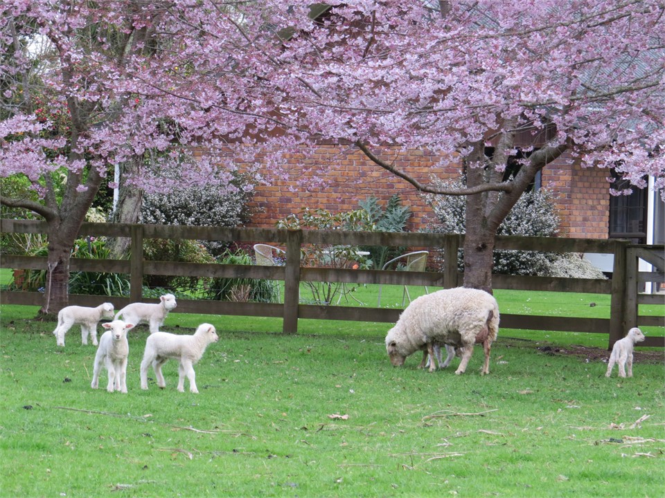 Spring time at Matangi Truffle Lodge