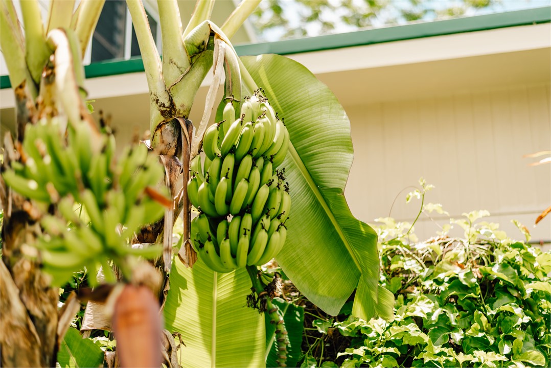 Surrounded by fruit trees and tropical flowers