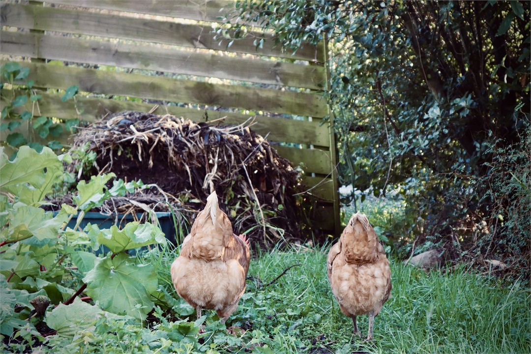 chickens composte garden new zealand kaikoura