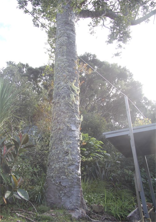 Magnificent kauri tree at Kawau Lodge