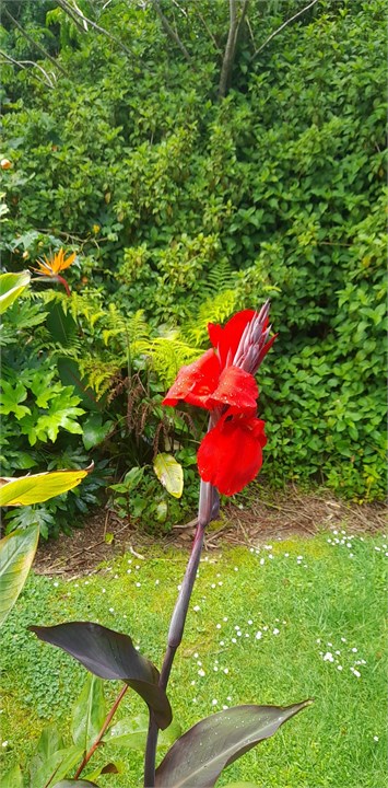 My dad, said plant red Cana lillies