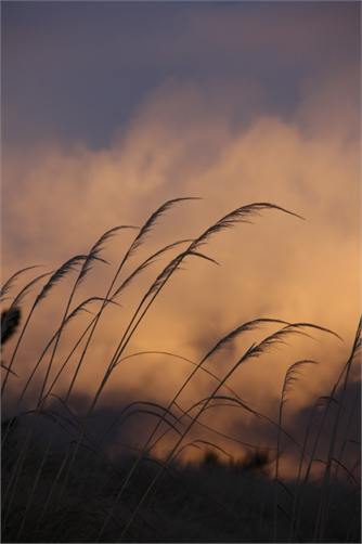 Toi toi's silhouetted against the sunrise.