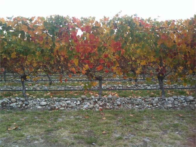 Wineries in autumn - 45 mins away