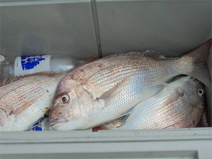 Catch some fish while you are on holiday 