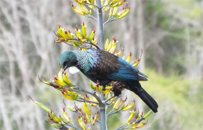 Tui
