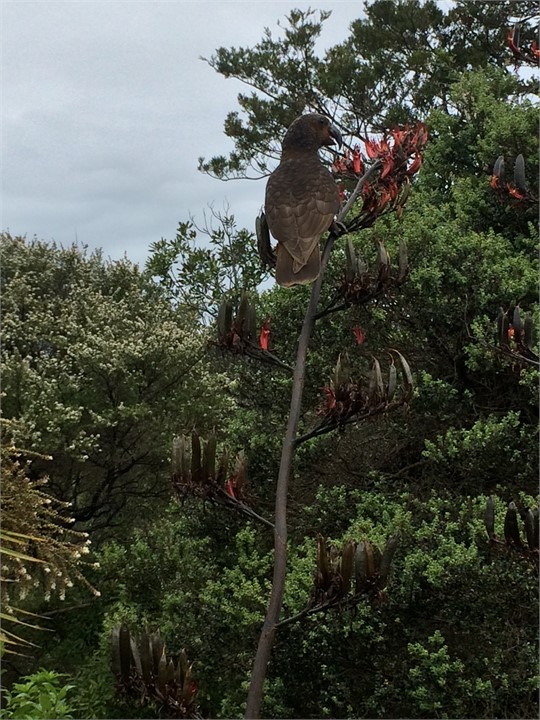 Kaka - king of the ridge