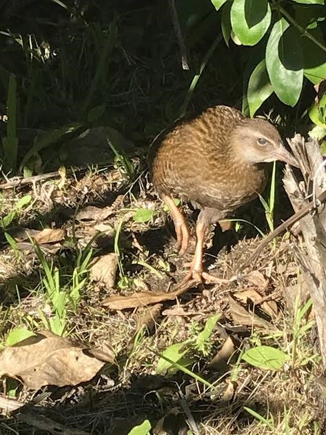 One of our resident wekas