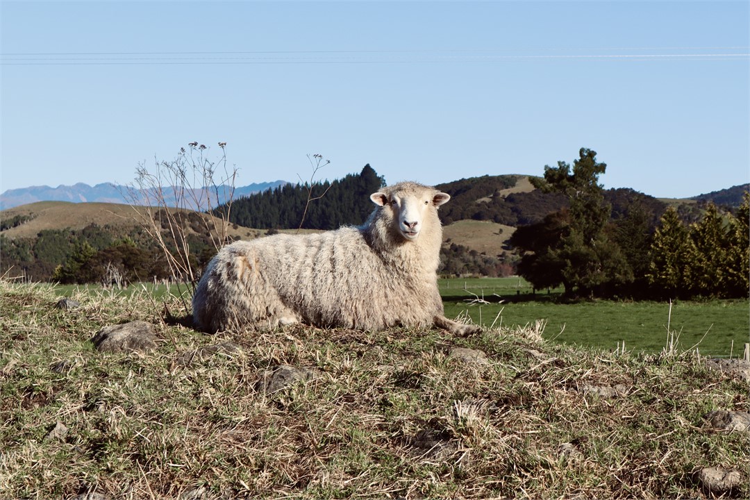 sheet paddock new zealand kaikoura farm