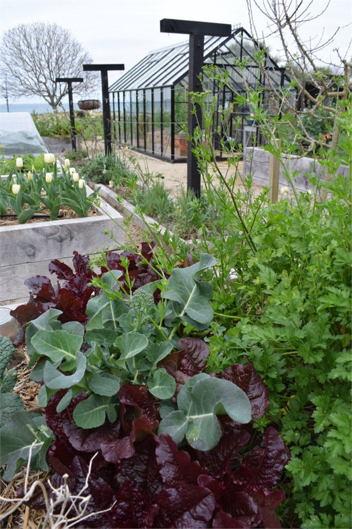 Vegetable garden with glasshouse