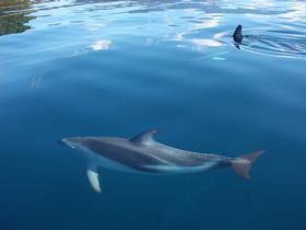 Dolphins in the bay
