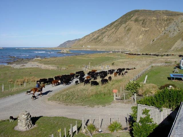cattle drive