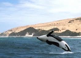 Orca whales in the Hokianga