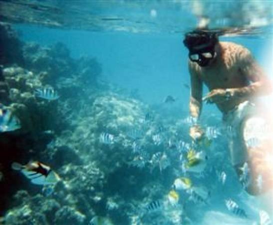 Great snorkelling just steps from the house