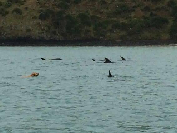 Dogs & dolphins - This is better than herding cats