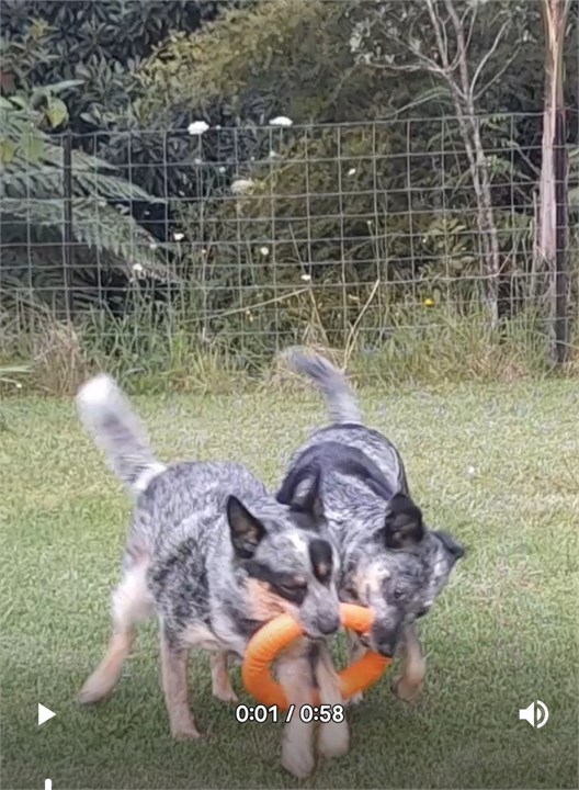 Blue Heelers