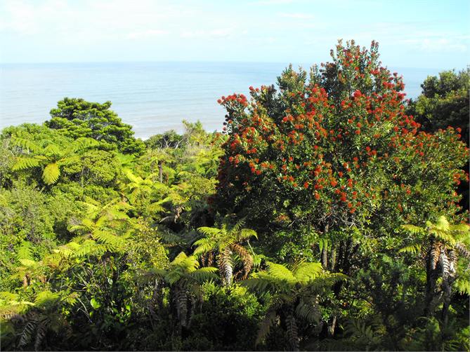 View from deck, norhtern rata in flower (January)