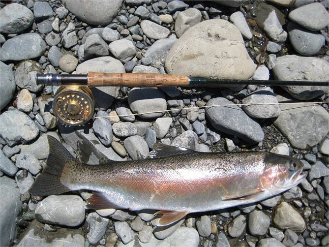 Rainbow Trout caught in the river January 2012