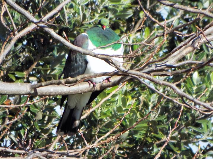 Native Pigeon