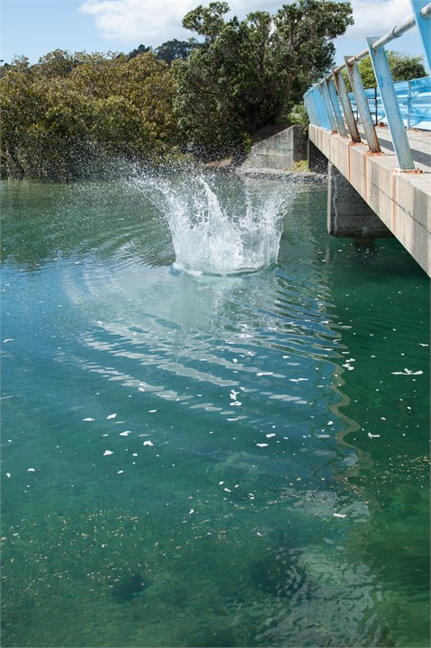 Bombs off Matapouri Bridge - 5 mins walk