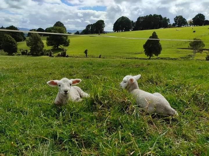 The 30 acres home to sheep, cattle and horses