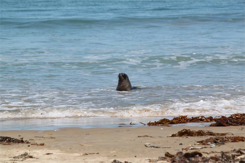 Visiting Seal